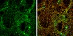 alpha Synuclein Antibody in Immunocytochemistry (ICC/IF)