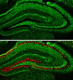 alpha Synuclein Antibody in Immunohistochemistry (Frozen) (IHC (F))