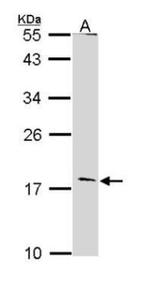 Glucagon Antibody in Western Blot (WB)