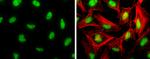 CREB Antibody in Immunocytochemistry (ICC/IF)