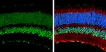 CREB Antibody in Immunohistochemistry (Frozen) (IHC (F))