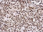 CREB Antibody in Immunohistochemistry (Paraffin) (IHC (P))