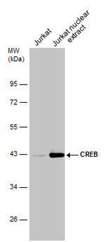 CREB Antibody in Western Blot (WB)