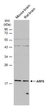 ARF6 Antibody in Western Blot (WB)