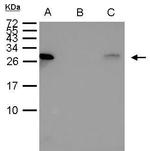 HSP27 Antibody in Immunoprecipitation (IP)