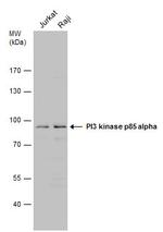 PI3K p85 alpha Antibody in Western Blot (WB)