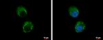 IL-1 alpha Antibody in Immunocytochemistry (ICC/IF)