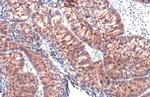 IL-1 alpha Antibody in Immunohistochemistry (Paraffin) (IHC (P))