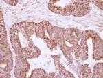 IL-1 alpha Antibody in Immunohistochemistry (Paraffin) (IHC (P))