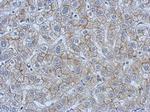 CEA Antibody in Immunohistochemistry (Paraffin) (IHC (P))