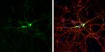 GAD67 Antibody in Immunocytochemistry (ICC/IF)