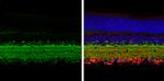 GAD67 Antibody in Immunohistochemistry (Paraffin) (IHC (P))