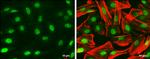 PAX6 Antibody in Immunocytochemistry (ICC/IF)