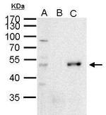 PAX6 Antibody in Immunoprecipitation (IP)