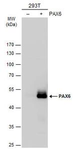 PAX6 Antibody in Western Blot (WB)