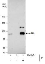 c-Rel Antibody in Immunoprecipitation (IP)