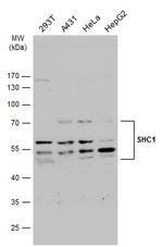 SHC Antibody in Western Blot (WB)