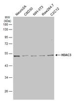 HDAC3 Antibody in Western Blot (WB)