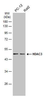 HDAC3 Antibody in Western Blot (WB)