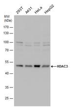 HDAC3 Antibody in Western Blot (WB)