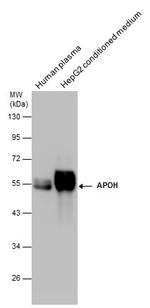 Apolipoprotein H Antibody in Western Blot (WB)