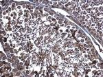 ERp57 Antibody in Immunohistochemistry (Paraffin) (IHC (P))