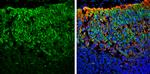 SNAP25 Antibody in Immunohistochemistry (Frozen) (IHC (F))