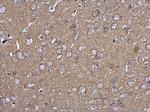 SNAP25 Antibody in Immunohistochemistry (Paraffin) (IHC (P))