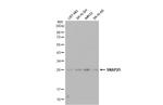 SNAP25 Antibody in Western Blot (WB)