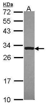 DcR3 Antibody in Western Blot (WB)