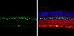 CHX10 Antibody in Immunohistochemistry (Paraffin) (IHC (P))