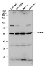 COX10 Antibody in Western Blot (WB)