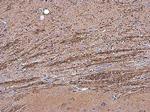 OMG Antibody in Immunohistochemistry (Paraffin) (IHC (P))