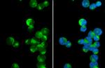 PEX19 Antibody in Immunocytochemistry (ICC/IF)