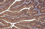 PEX19 Antibody in Immunohistochemistry (Paraffin) (IHC (P))