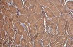 PEX19 Antibody in Immunohistochemistry (Paraffin) (IHC (P))