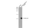 IL-8 (CXCL8) Antibody in Western Blot (WB)