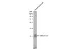 IL-8 (CXCL8) Antibody in Western Blot (WB)