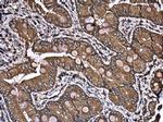 PATJ Antibody in Immunohistochemistry (Paraffin) (IHC (P))