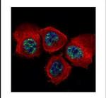 Phospho-STAT3 (Tyr705) Antibody in Immunocytochemistry (ICC/IF)