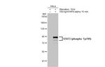 Phospho-STAT3 (Tyr705) Antibody in Western Blot (WB)