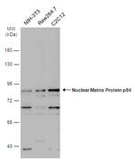 Nuclear Matrix Protein p84 Antibody in Western Blot (WB)