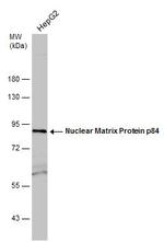 Nuclear Matrix Protein p84 Antibody in Western Blot (WB)