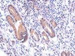 DUOX1 Antibody in Immunohistochemistry (Paraffin) (IHC (P))