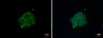 DAB1 Antibody in Immunocytochemistry (ICC/IF)