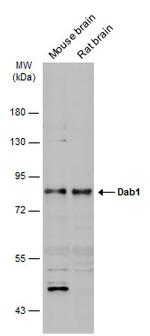 DAB1 Antibody in Western Blot (WB)