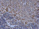 SPATA13 Antibody in Immunohistochemistry (Paraffin) (IHC (P))