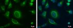 MOSC1 Antibody in Immunocytochemistry (ICC/IF)