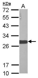 LIN28A Antibody in Western Blot (WB)