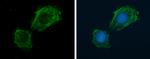 NOX4 Antibody in Immunocytochemistry (ICC/IF)